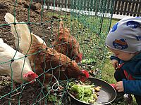 Hühner am Familienbauernhof in Tirol