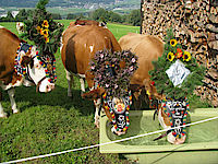 Almabtrieb mit geschmückten Kühen am Weerberg in Tirol