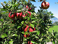 Leuchtend rote Äpfel am Apfelbaum am Vitalhof Tunelhof in Tirol