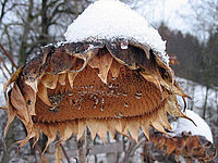 Sonnenblume als Vogelfutter im Winter