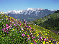 Kräuterwiese in den Bergen in Tirol