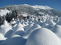 Tief verschneite Christbaumkultur am Tunelhof in Weerberg, Tirol