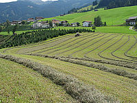 Heuernte am Urlaubsbauernhof Tunelhof