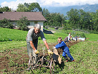 Mithilfe am Bauernhof, Kartoffelernte am Kinderbauernhof Vitalhof Tunelhof