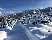 Christbaumkultur am Tunelhof in Tirol im Winter